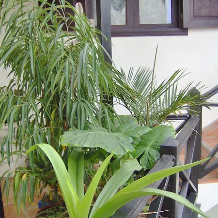 דירה Rustic With Balcony And Sea View איקוד דה לוס וינוס